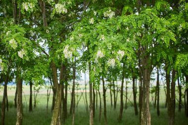 Blooming Pseudo acacia trees clipart