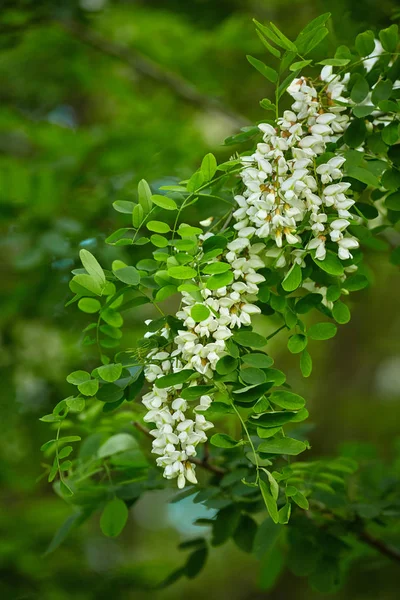 Blooming Pseudo acacia trees — Stock Photo, Image