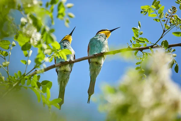 Bee eater on branch — Stock Photo, Image