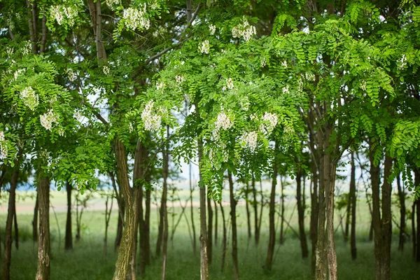 Alberi di pseudo acacia in fiore — Foto Stock