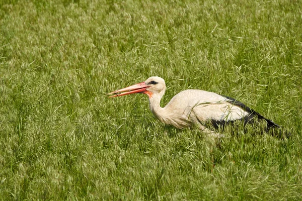 A large stork in the grass — Stock Photo, Image