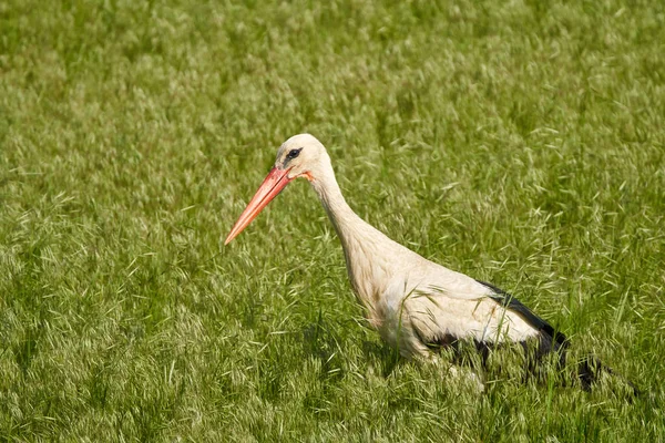 En stor stork i gräset — Stockfoto