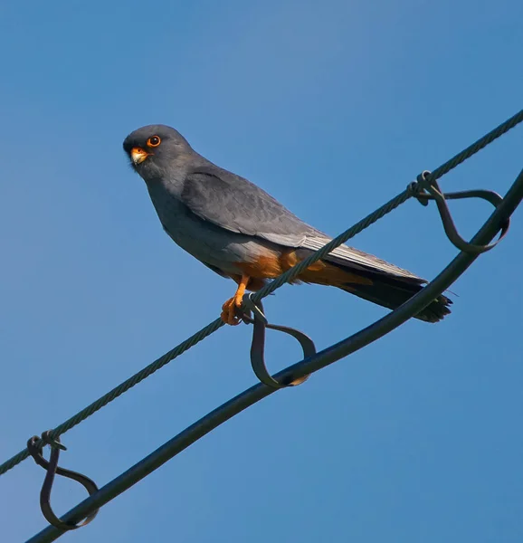 Faucon à pattes rouges sur fils électriques — Photo