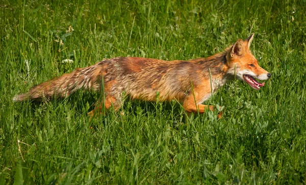 Raposa adulta na grama — Fotografia de Stock