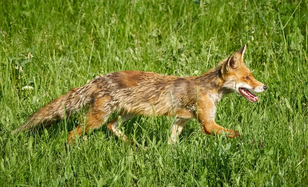 Raposa adulta na grama — Fotografia de Stock