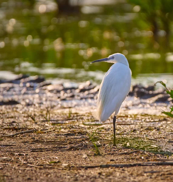 Pequeno egret em um pântano — Fotografia de Stock