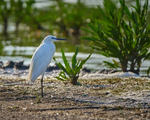 Little egret in a swamp — Stock Photo, Image