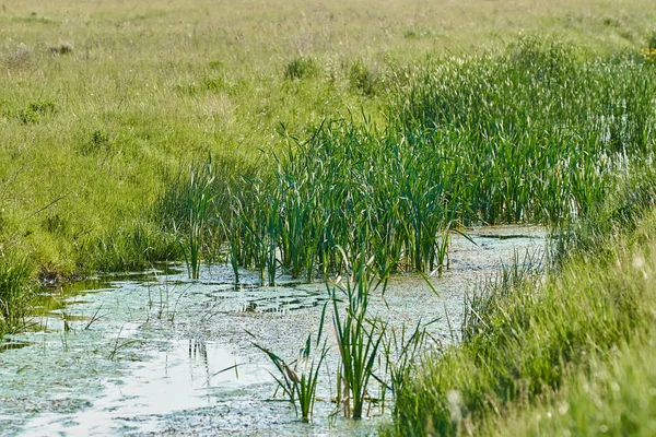 Jezero a vegetace v letním dni — Stock fotografie