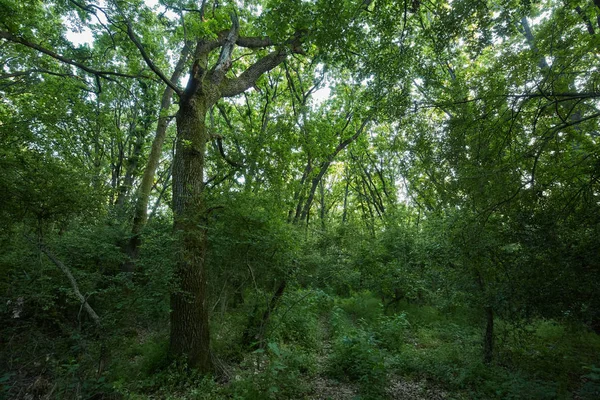 Forêt de grands vieux chênes — Photo