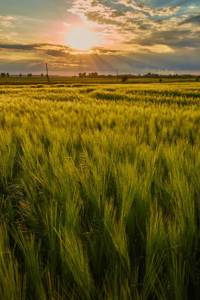 Vetefält vid solnedgången — Stockfoto