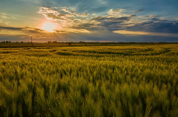 Gün batımında buğday tarlası — Stok fotoğraf