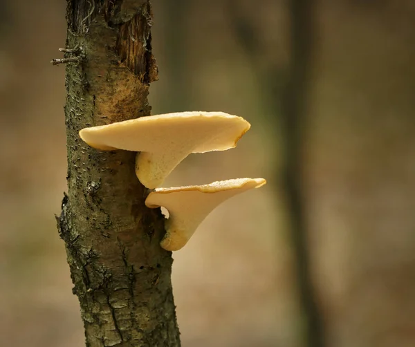 Autumn forests mushroom — Stock Photo, Image