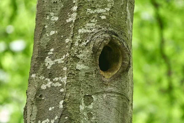 Ninho de pássaros em árvores — Fotografia de Stock