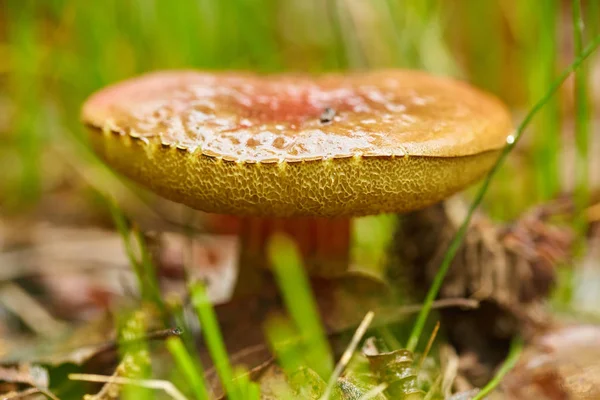 Champignon des forêts d'automne — Photo