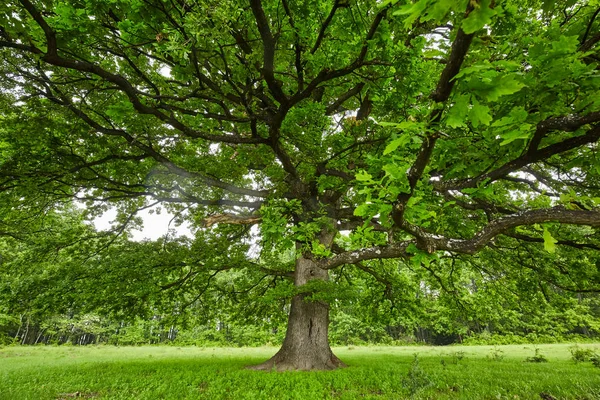 Eski meşe ağacı — Stok fotoğraf