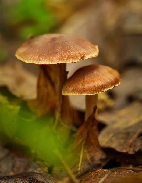 Herbstliche Waldpilze — Stockfoto