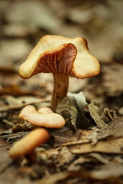 秋天的森林蘑菇 — 图库照片