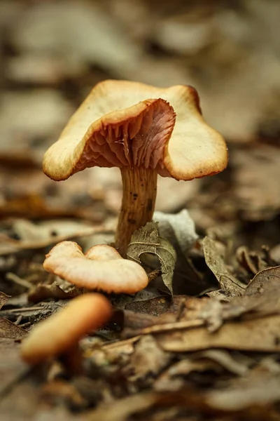 Herbstlicher Waldpilz — Stockfoto