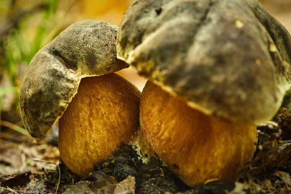 秋林蘑菇 — 图库照片