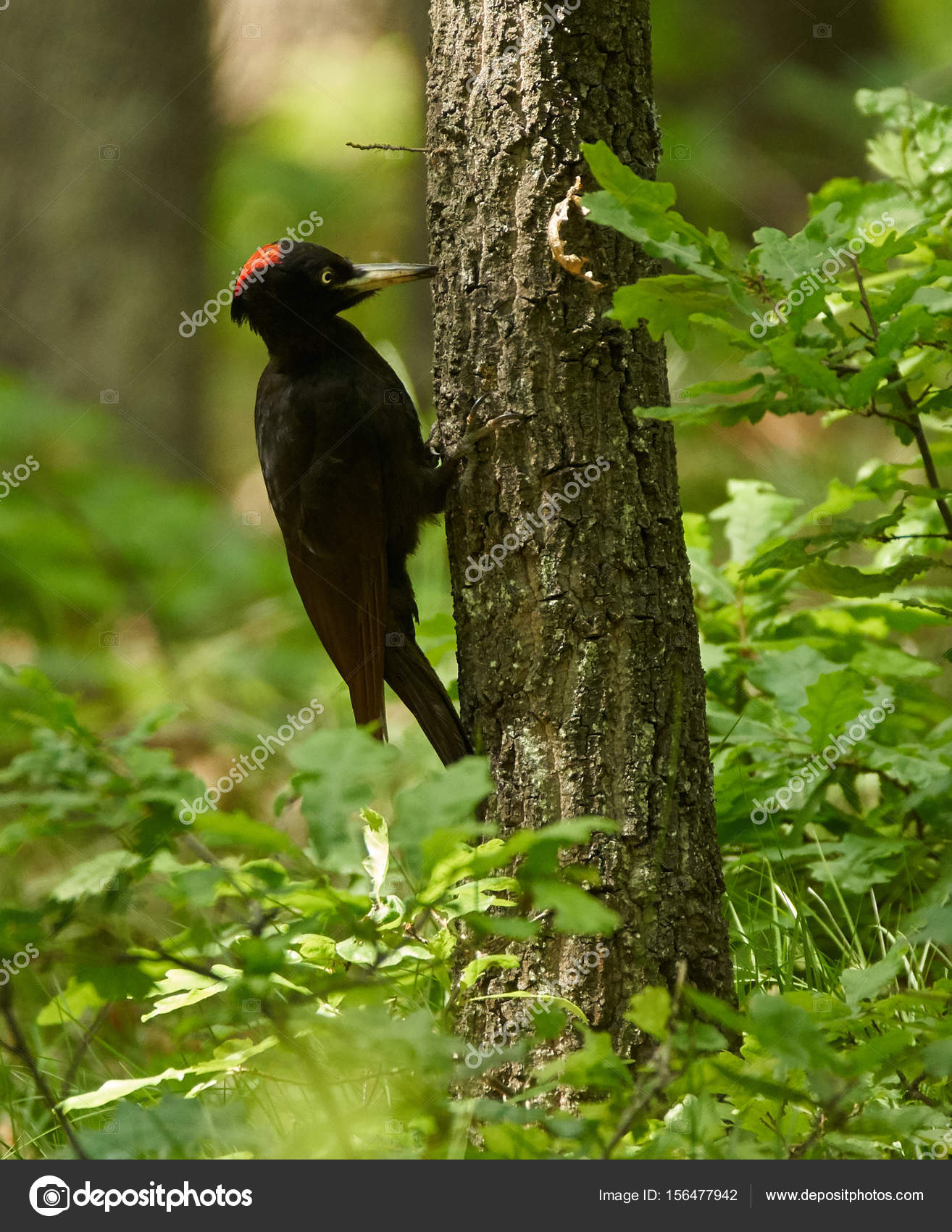 Black woodpecker in forest Stock Photo by ©Xalanx 156477942