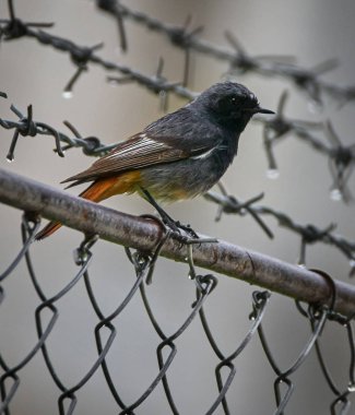 çitin üzerinde Kara kızılkuyruk