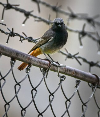 çitin üzerinde Kara kızılkuyruk