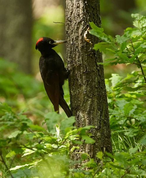 Pica-pau preto na floresta — Fotografia de Stock