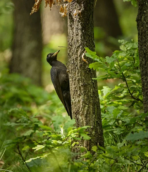 Черный дятел в лесу — стоковое фото
