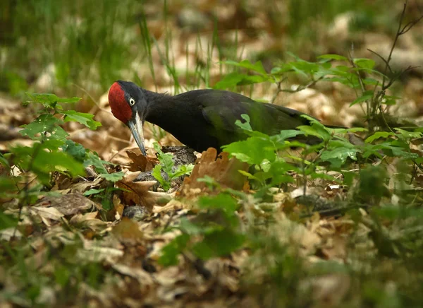在森林里的黑啄木鸟 — 图库照片