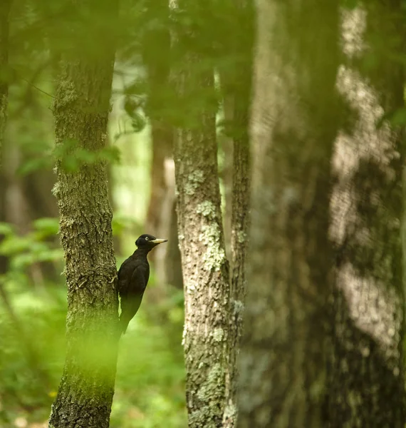 Pica-pau preto na floresta — Fotografia de Stock