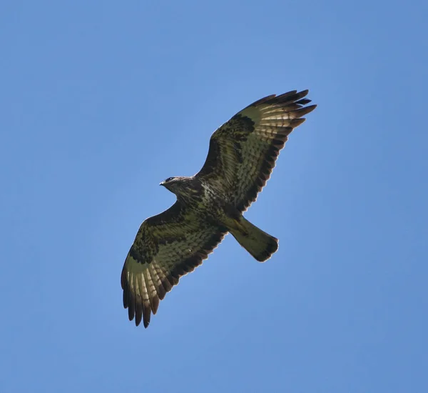 Hawk glissant sur le ciel — Photo