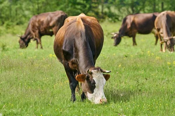 Braune Kühe auf der Weide — Stockfoto