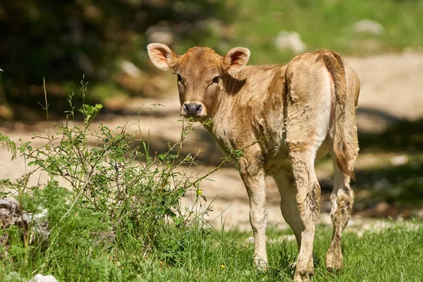 Bezerro de vaca bonito — Fotografia de Stock