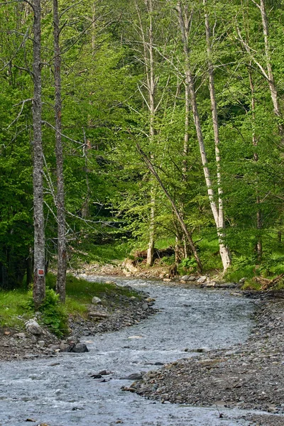 Río a través del bosque — Foto de Stock