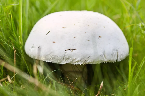 Herbstlicher Waldpilz — Stockfoto