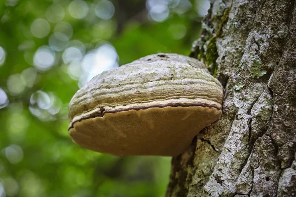 Laubzunder-Pilz — Stockfoto