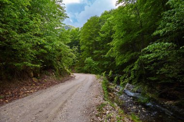 Ormandan geçen toprak yol.