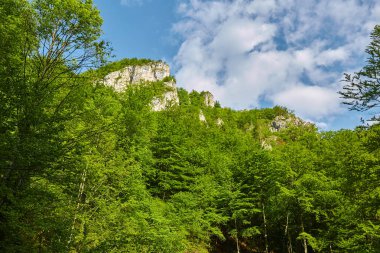 Ormanlarda kaplı dağları