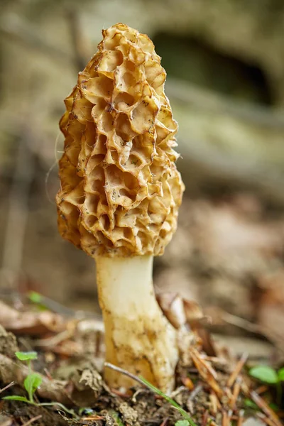 Осінній ліс гриб — стокове фото