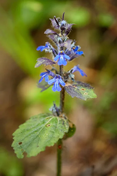 Małe kwiaty górskie — Zdjęcie stockowe