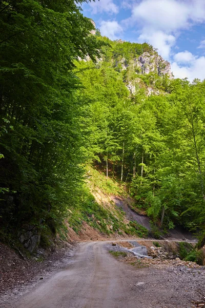 Strada sterrata attraverso la foresta — Foto Stock