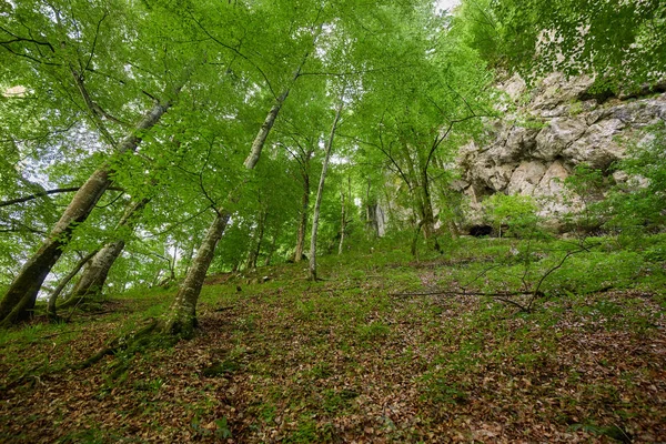 Forest of big beech trees — Stock Photo, Image
