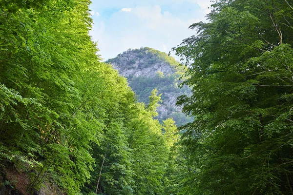 Montagnes couvertes de forêts — Photo