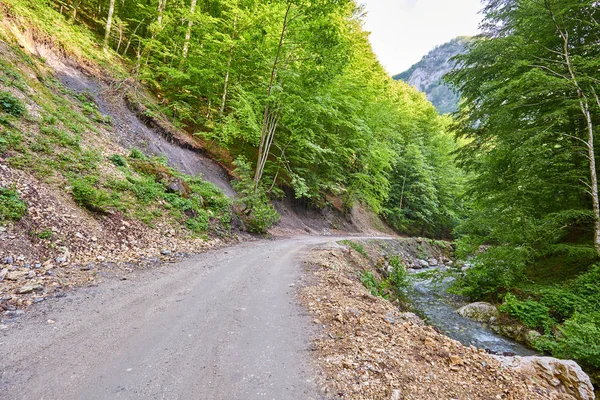 Strada sterrata attraverso la foresta — Foto Stock