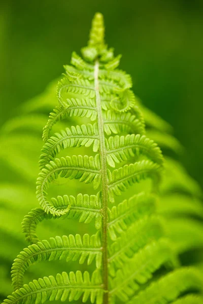 Fern closeup içinde açık — Stok fotoğraf