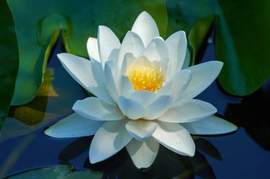 Water lily on a lake