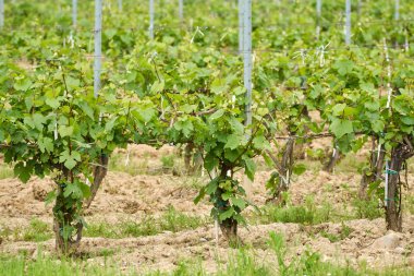 Erken yaz aylarında olgunlaşmamış bağ