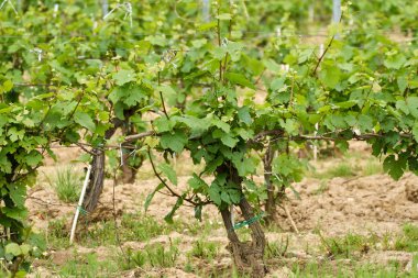 Erken yaz aylarında olgunlaşmamış bağ