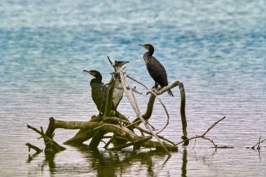 Juvenile cormorants on a tree in the water clipart