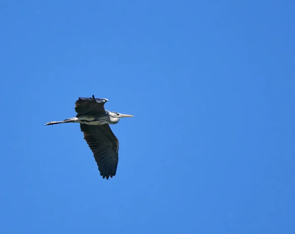 Skvělá heron v letu — Stock fotografie